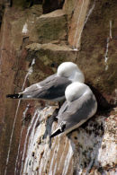 6485 Kittiwake (Rissa tridactyla) Farne Islands